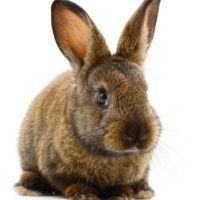 The Bunny was here...